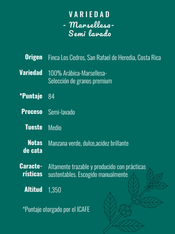 Marsellesa <span>semi lavado</span> - Image 7