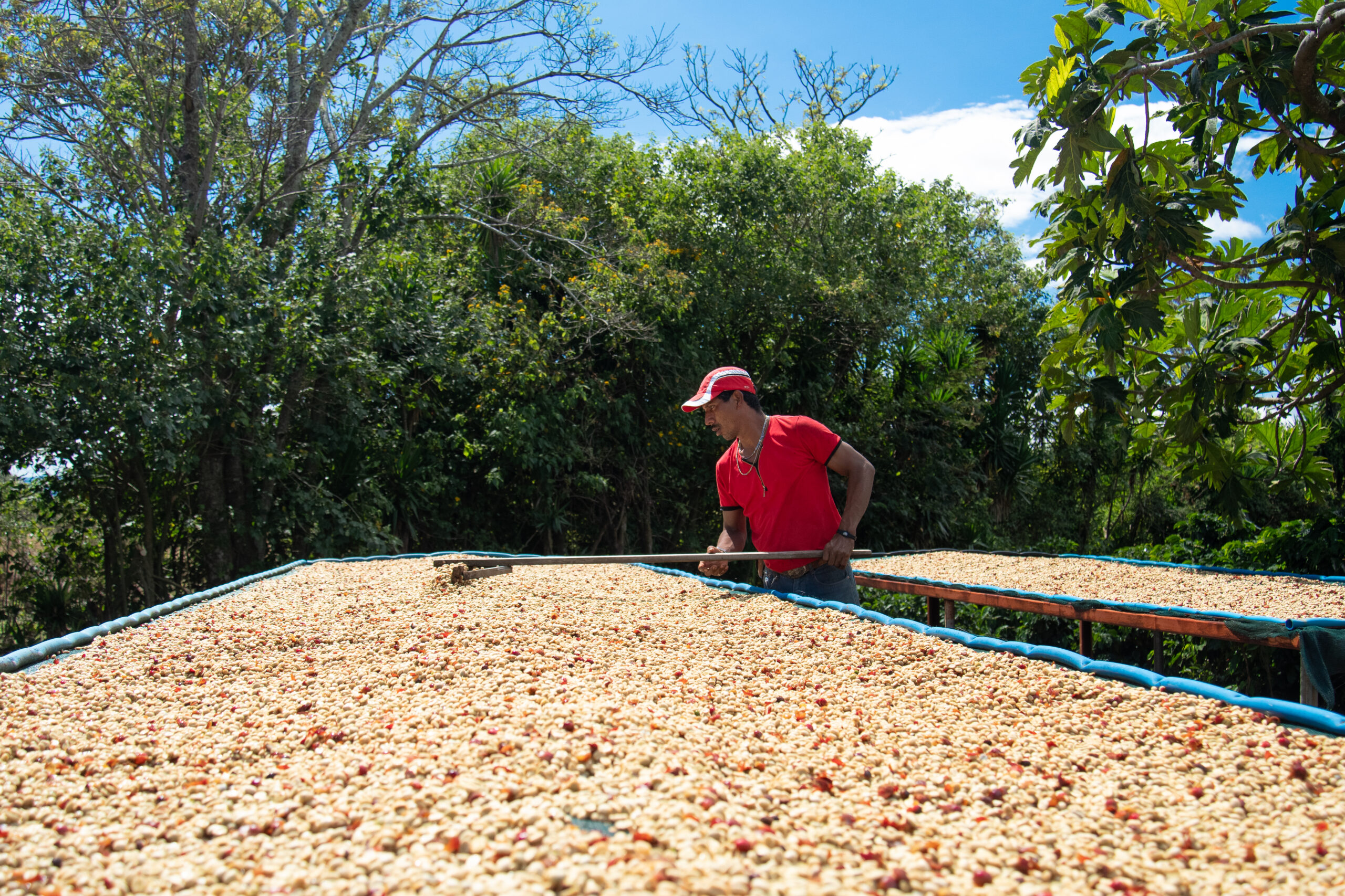 Featured image for “Las camas africanas: una práctica ancestral que enaltece la calidad del café de especialidad”
